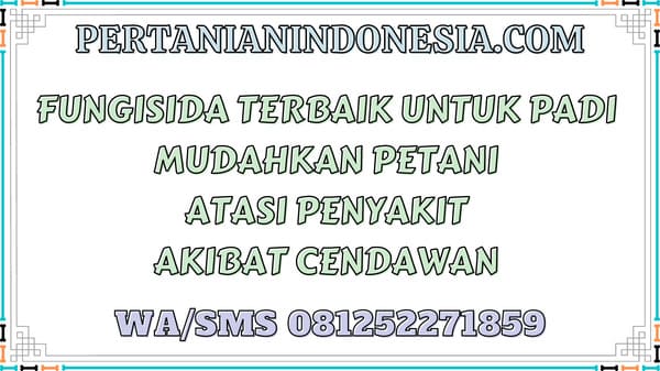Fungisida Terbaik Untuk Padi Mudahkan Petani Atasi Penyakit Akibat Cendawan